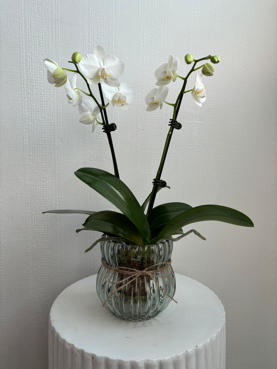Phalaenopsis Orchid Plant & Glass Vase