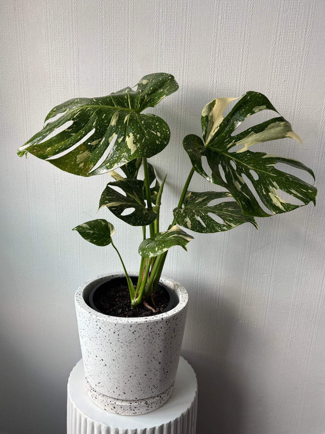 Thai Constellation Monstera Plant & Pot