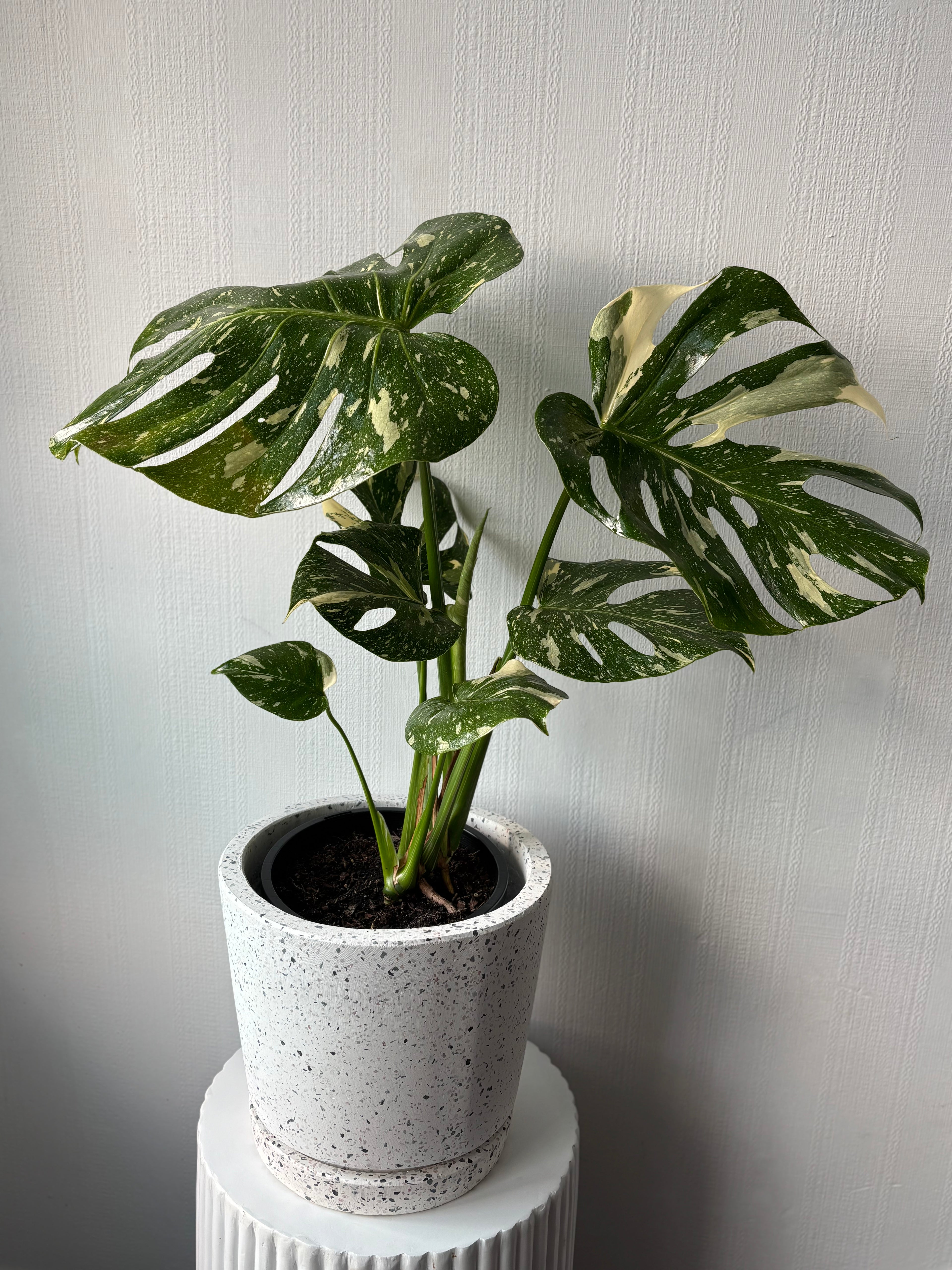 Thai Constellation Monstera Plant & Pot