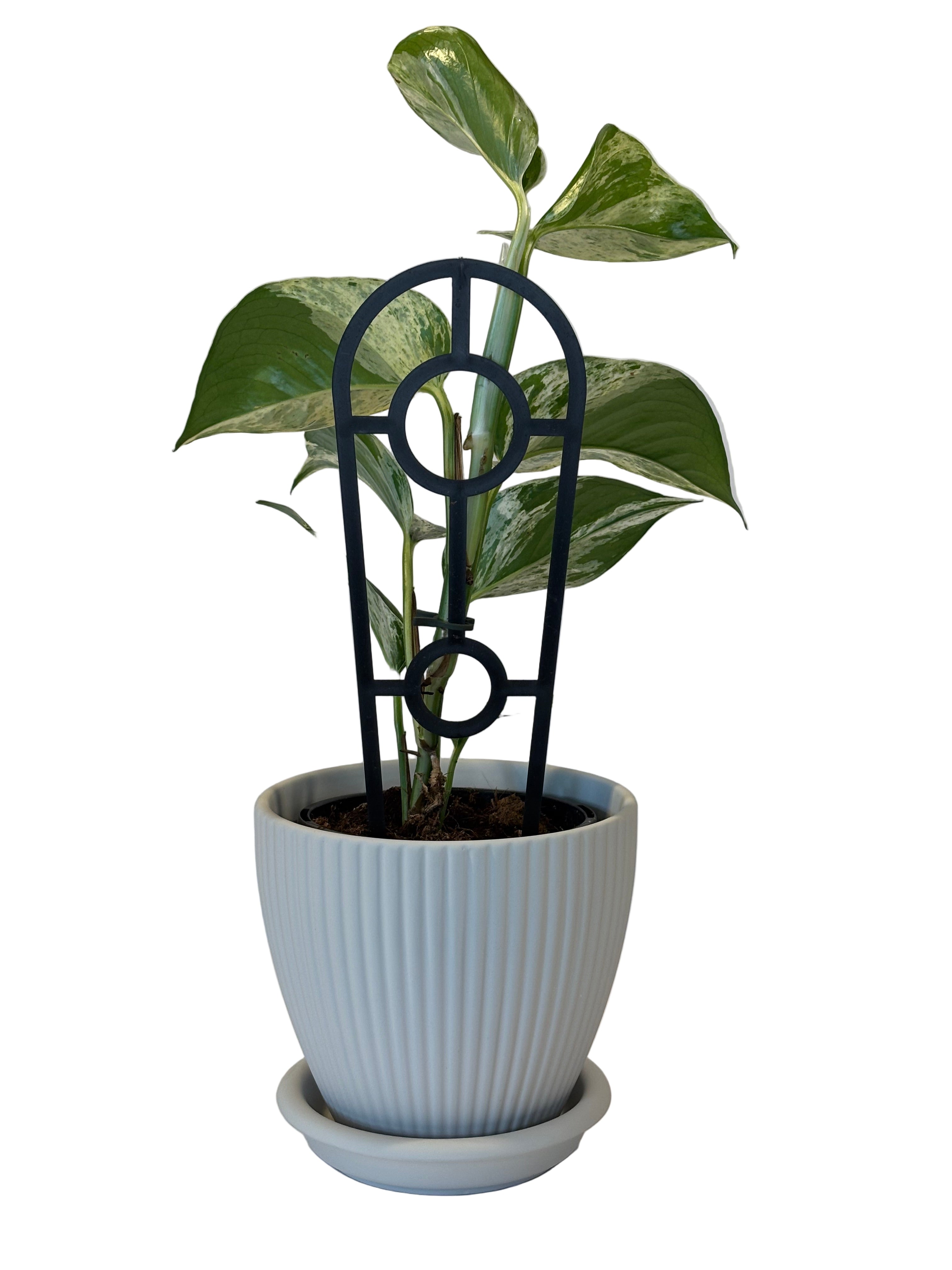 Epipremnum Marble Queen & Johanna Pot and Saucer