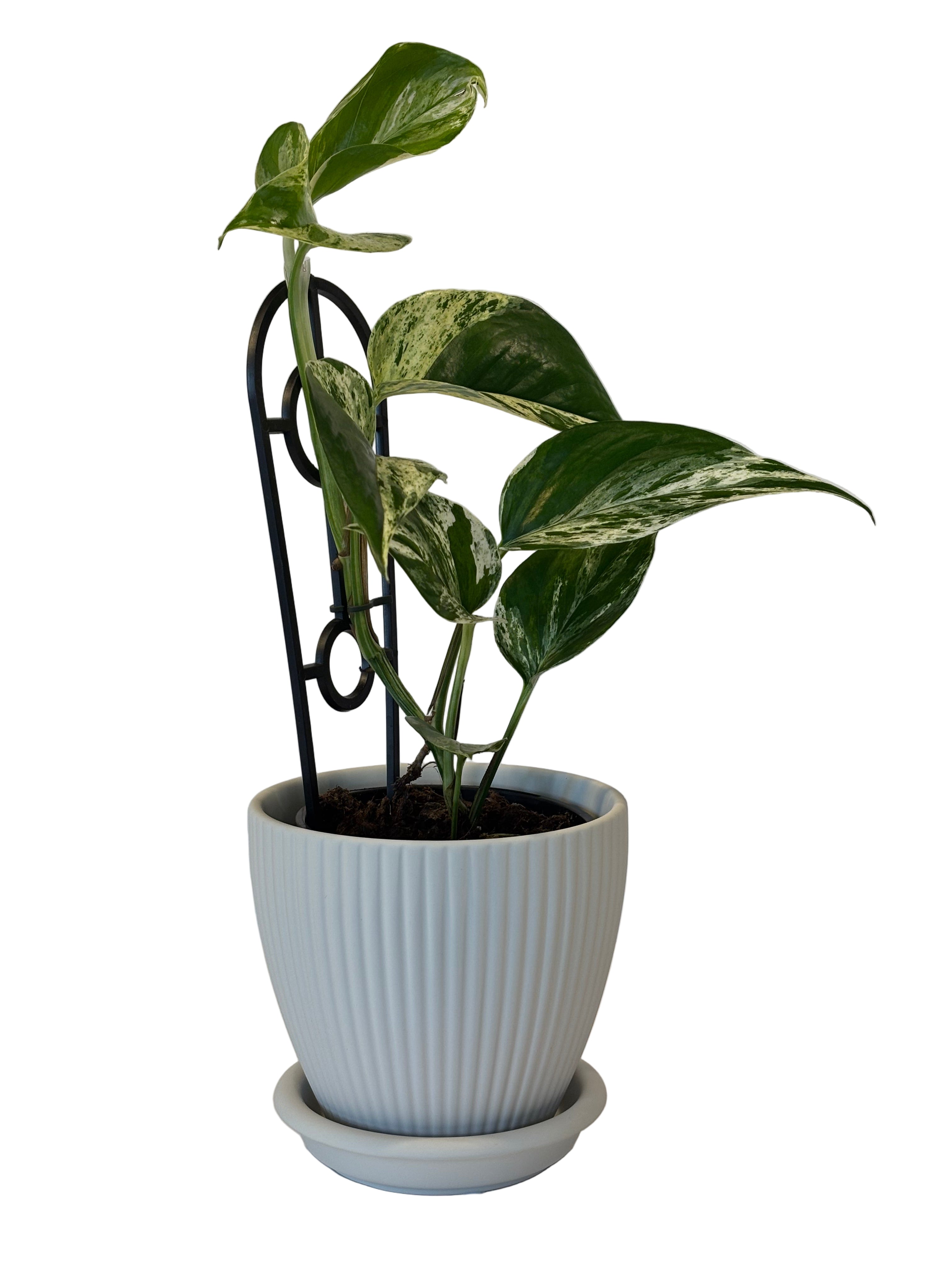 Epipremnum Marble Queen & Johanna Pot and Saucer