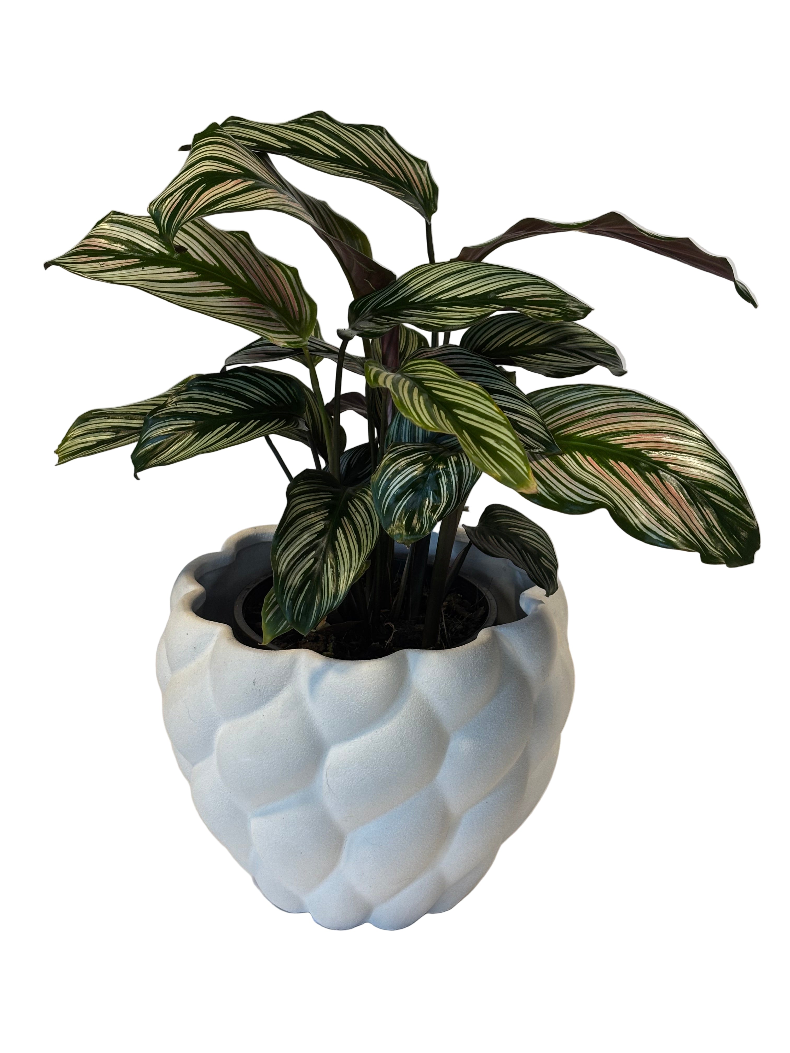 Calathea Ornata & Hope Pot