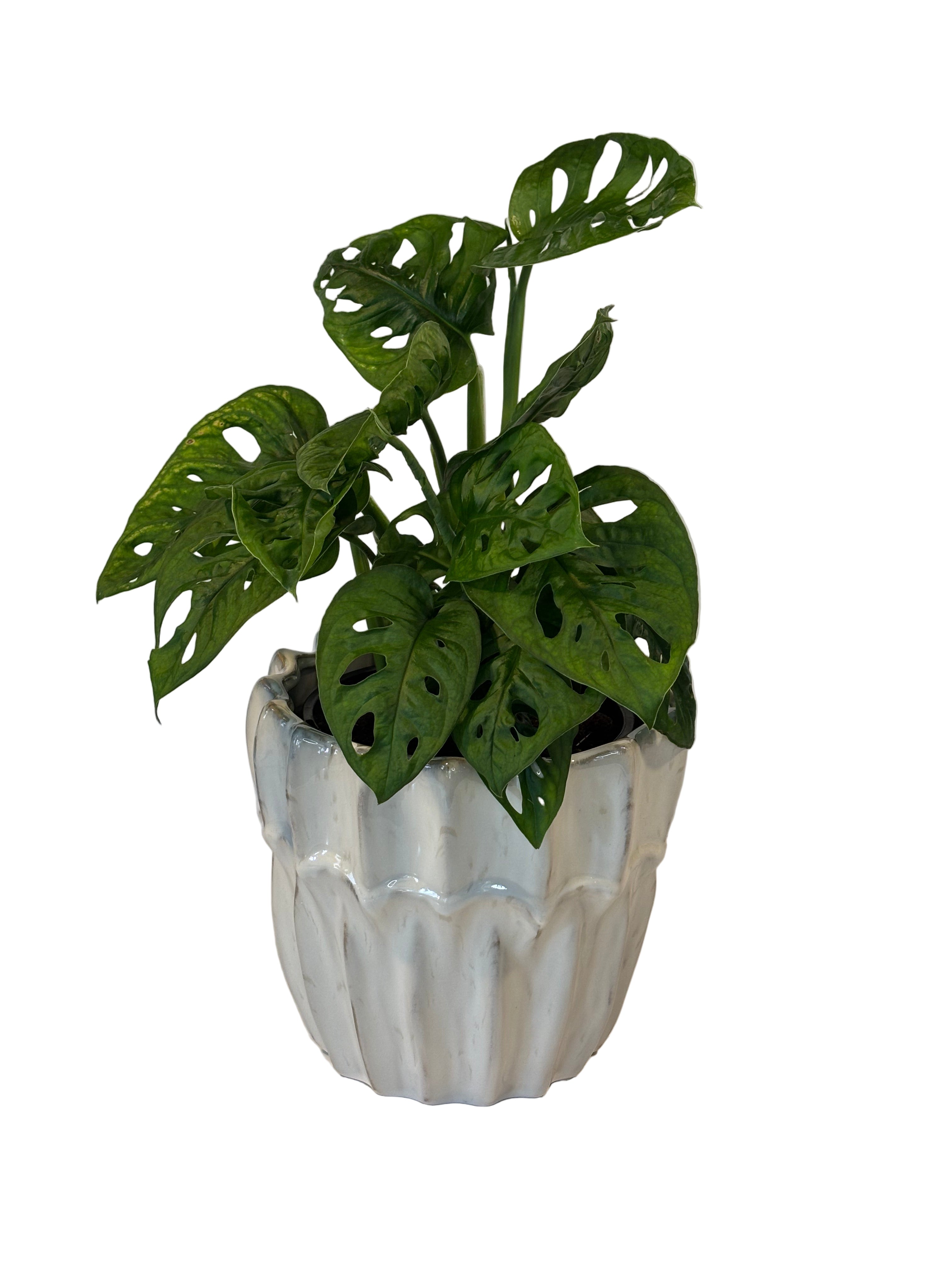 Monstera Adansonii & Haili Pot