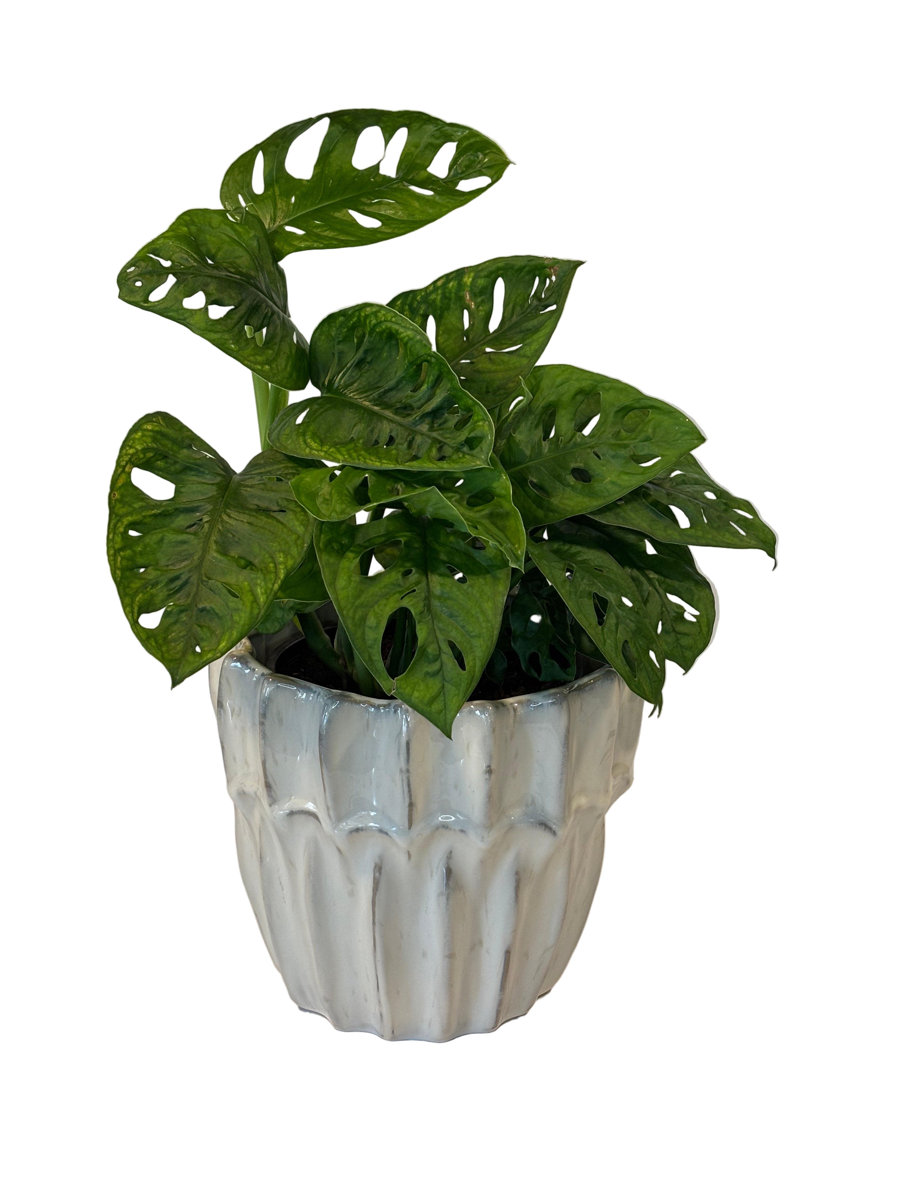 Monstera Adansonii & Haili Pot