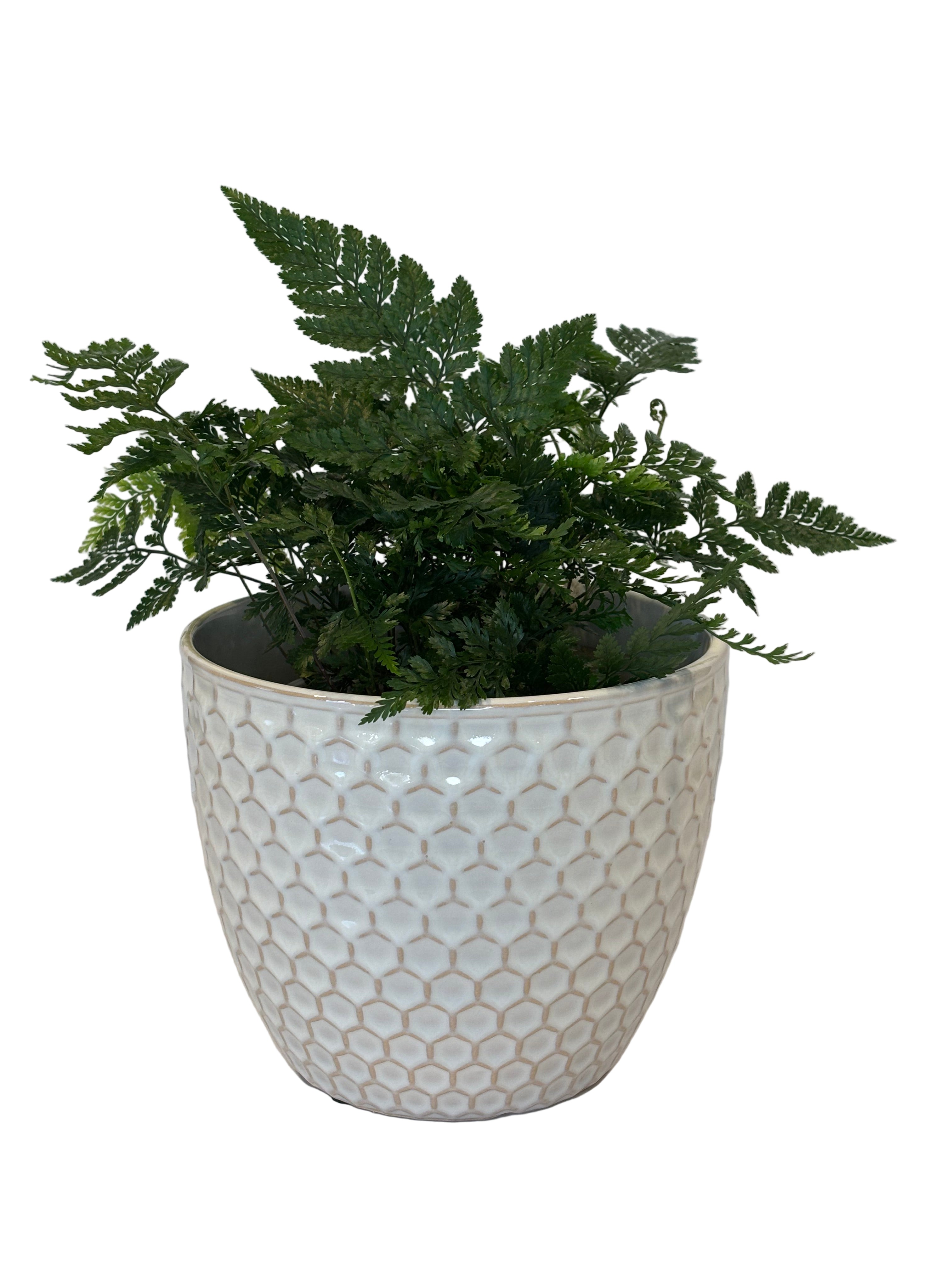 Hares Foot Fern & Hunee Pot