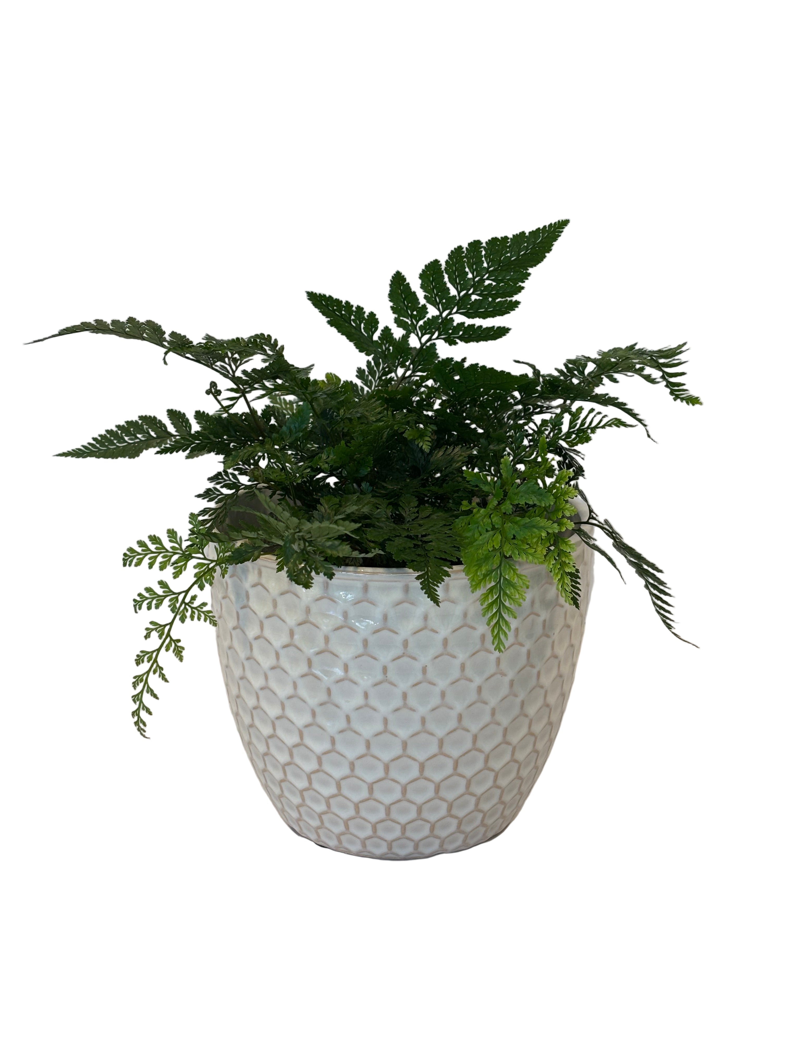 Hares Foot Fern & Hunee Pot