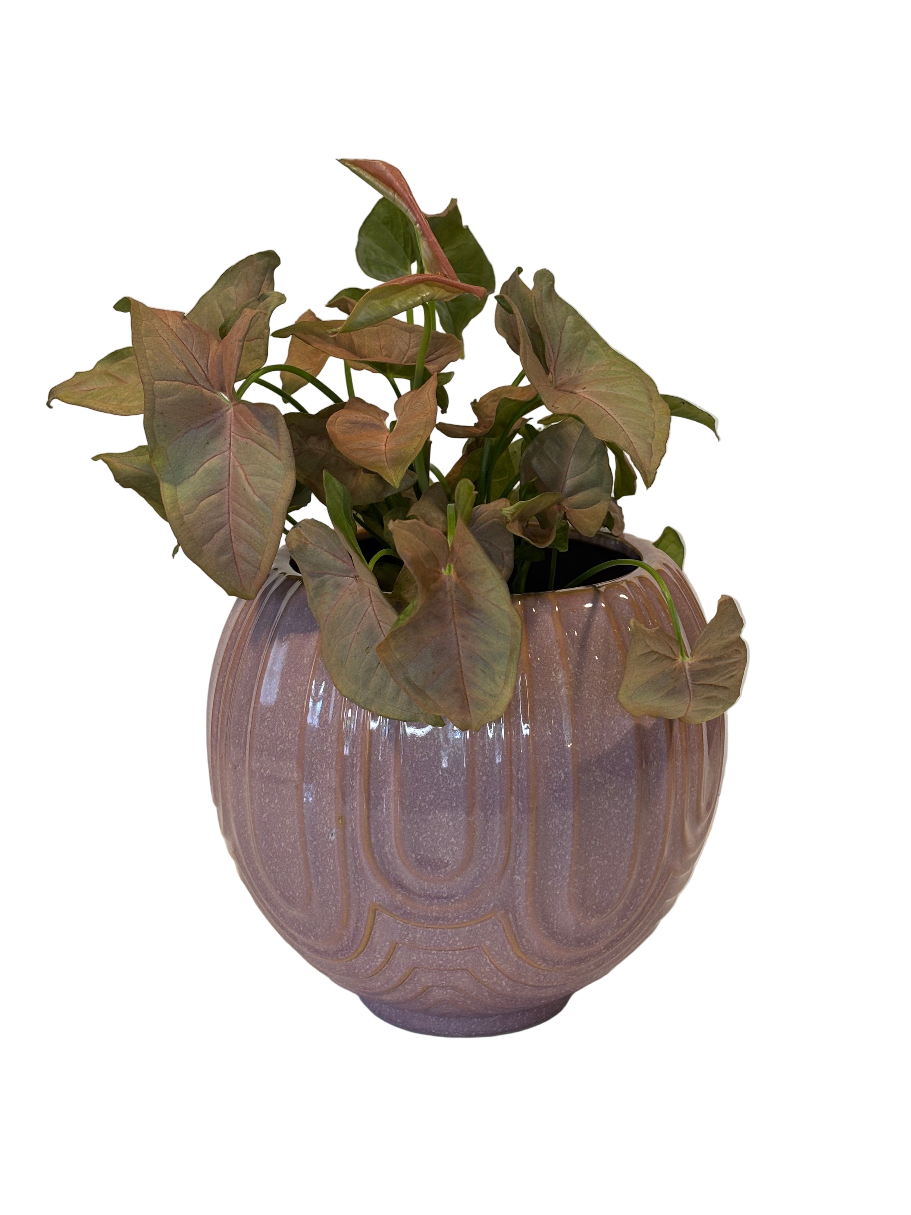 Syngonium Neon & Laurela Pot