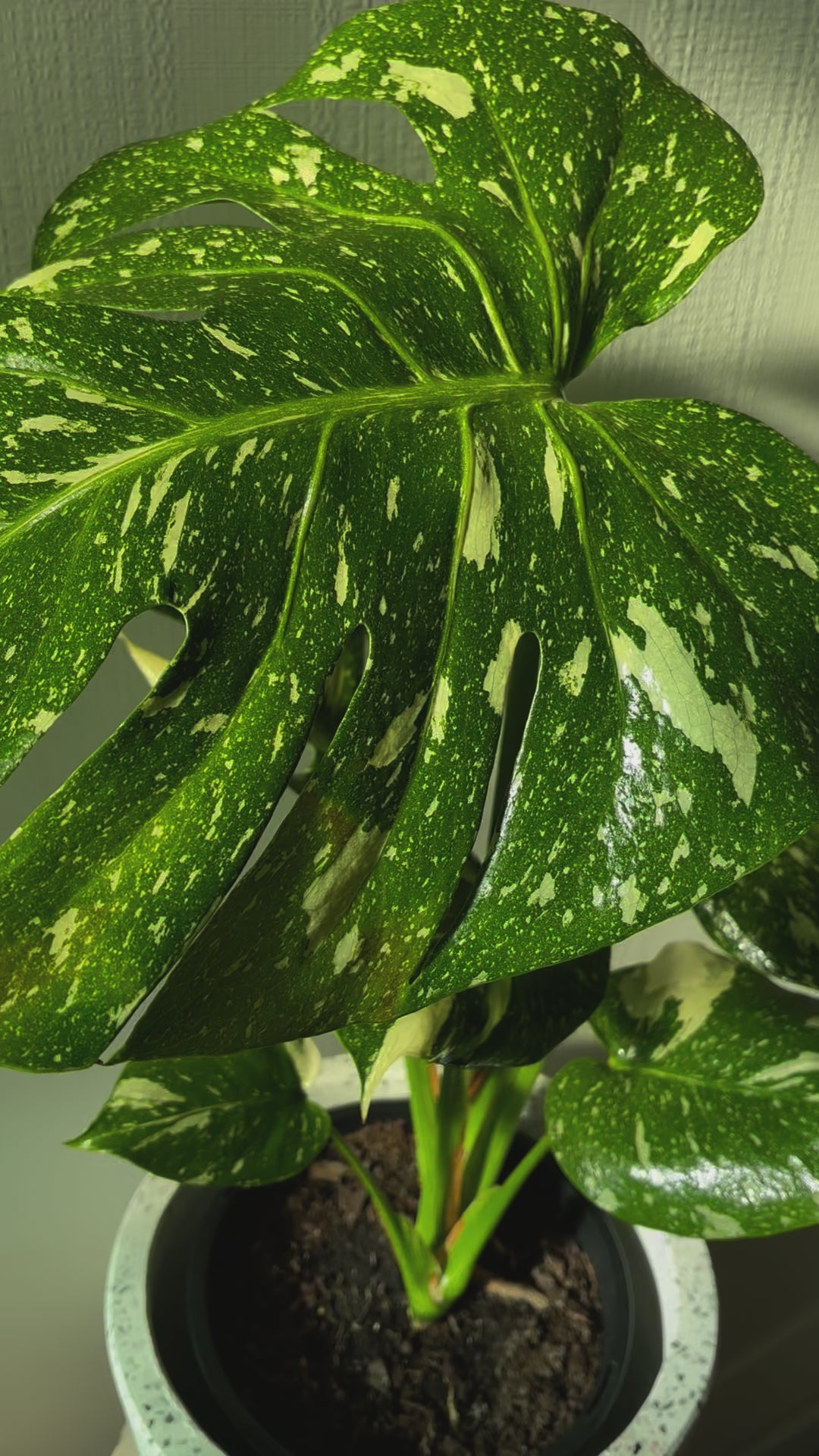 Thai Constellation Monstera Plant & Pot