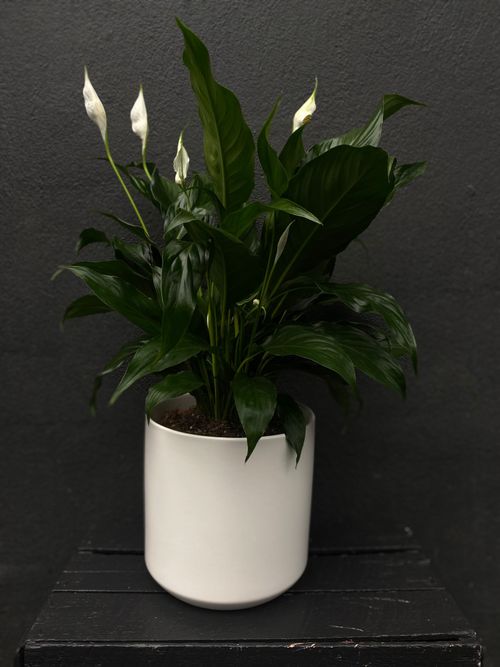 Peace Lily