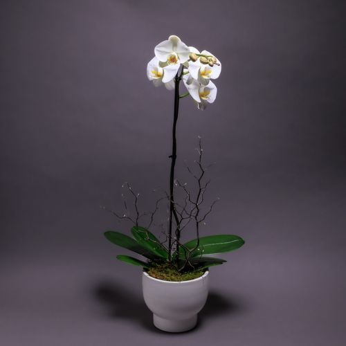 Phalaenopsis Plant