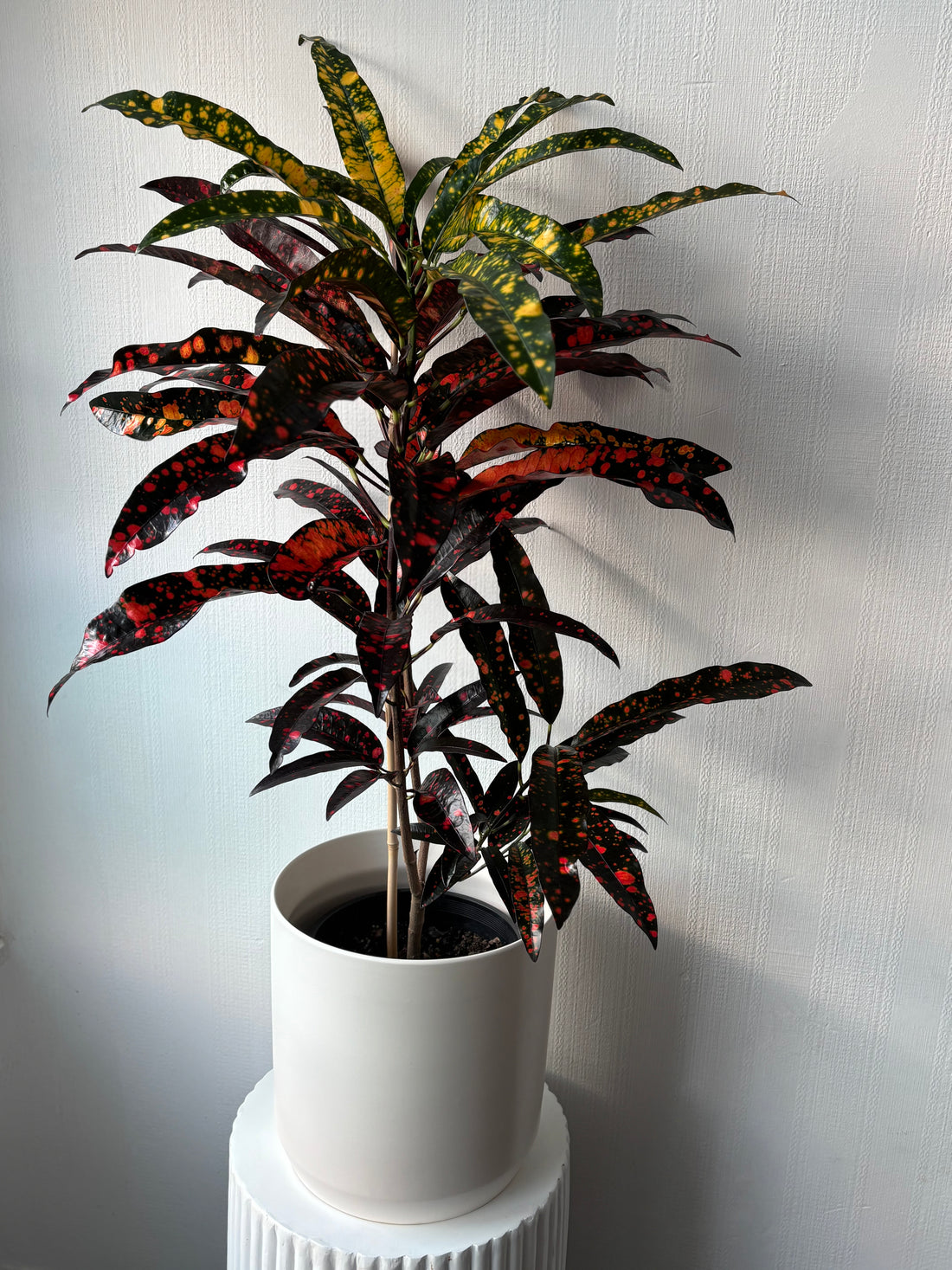 Croton Plant