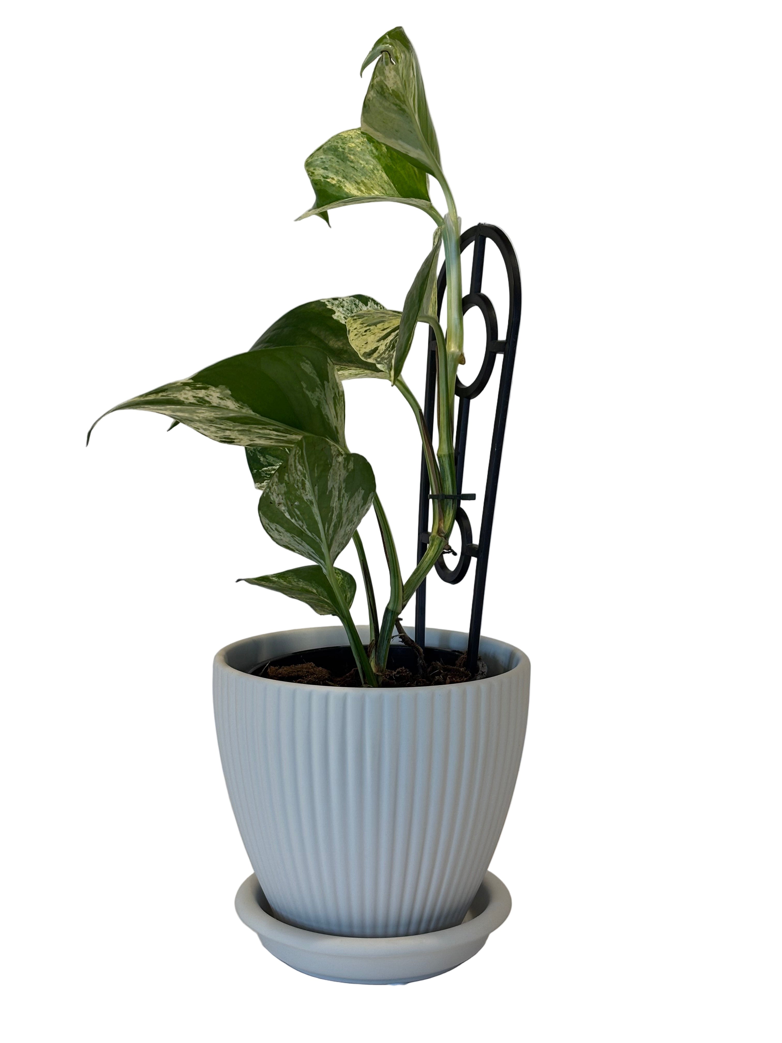 Epipremnum Marble Queen &amp; Johanna Pot and Saucer