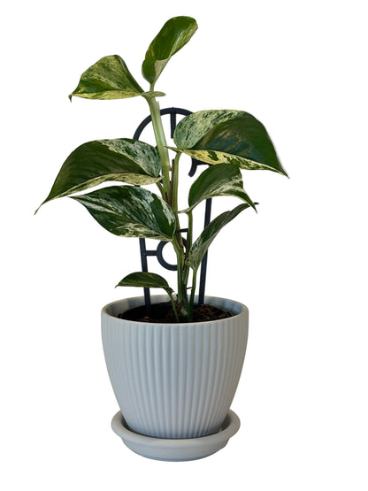 Epipremnum Marble Queen &amp; Johanna Pot and Saucer