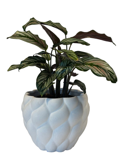 Calathea Ornata &amp; Hope Pot