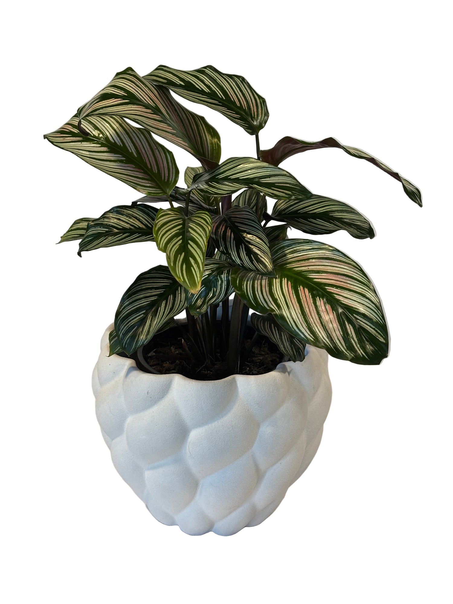 Calathea Ornata &amp; Hope Pot