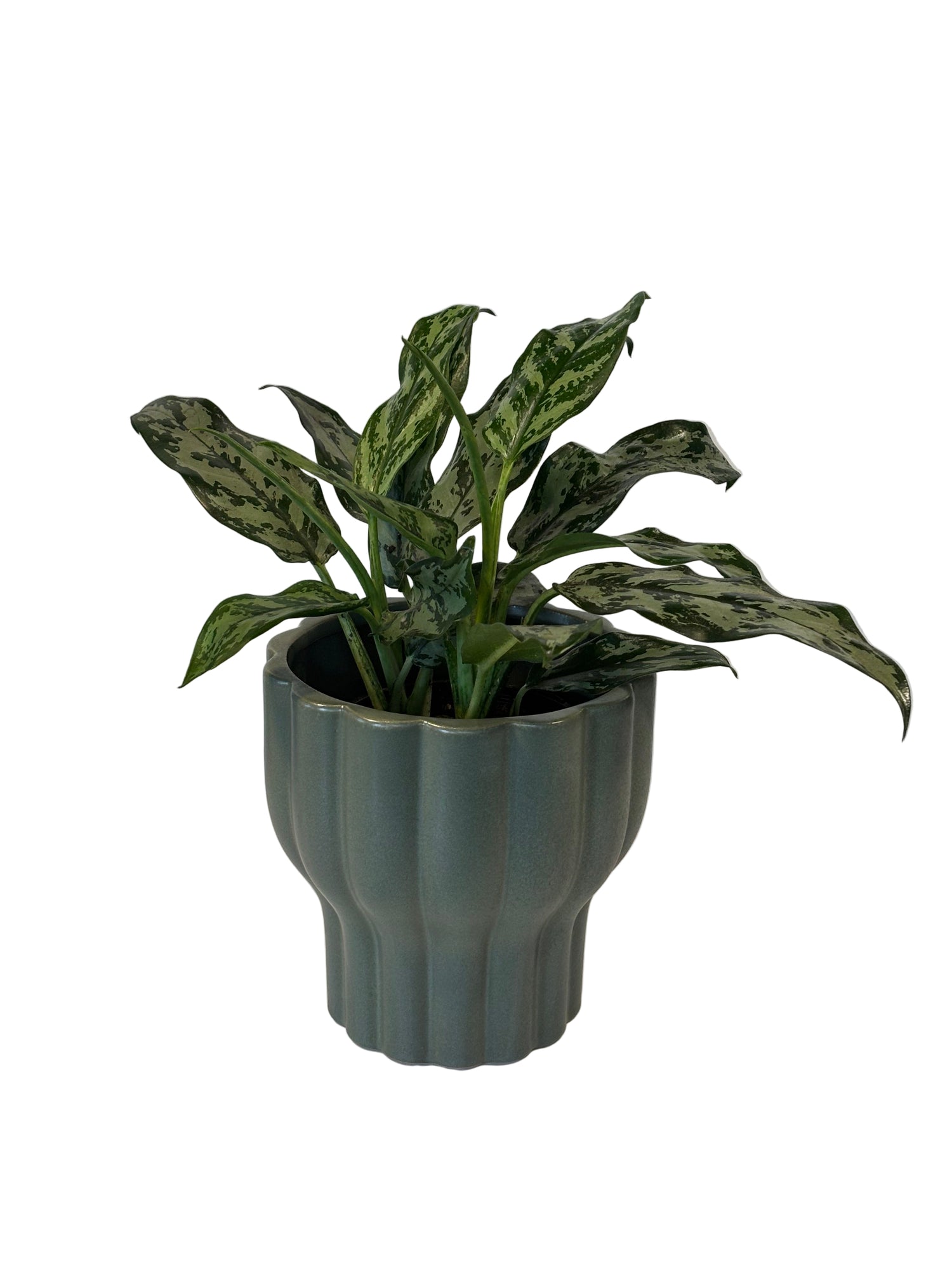 Aglaonema Commutatum &amp; Naku Pot