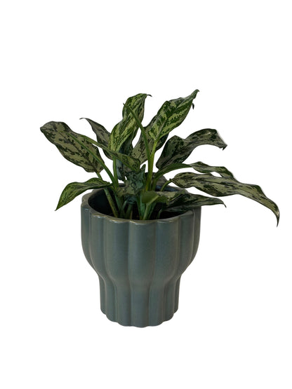Aglaonema Commutatum &amp; Naku Pot