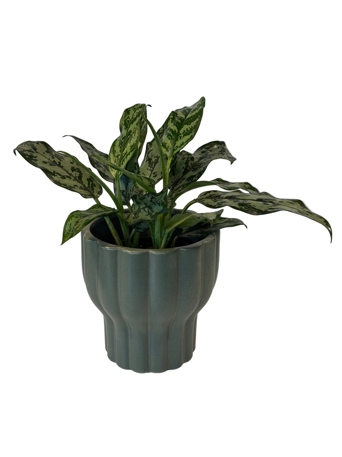Aglaonema Commutatum &amp; Naku Pot