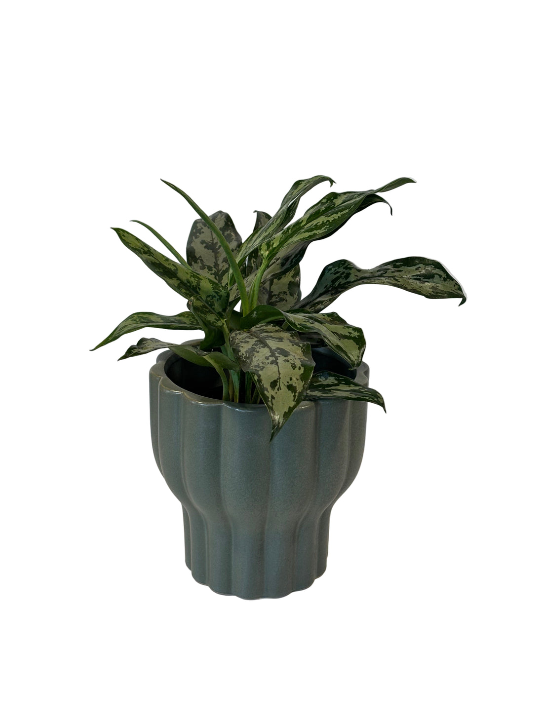 Aglaonema Commutatum &amp; Naku Pot