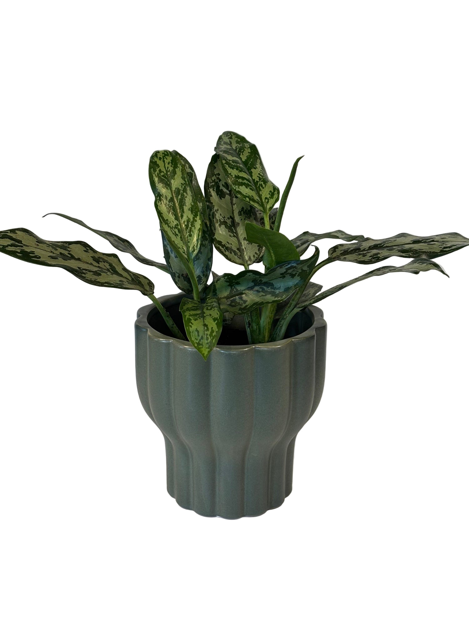 Aglaonema Commutatum &amp; Naku Pot
