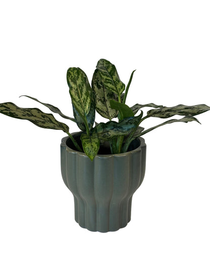 Aglaonema Commutatum &amp; Naku Pot