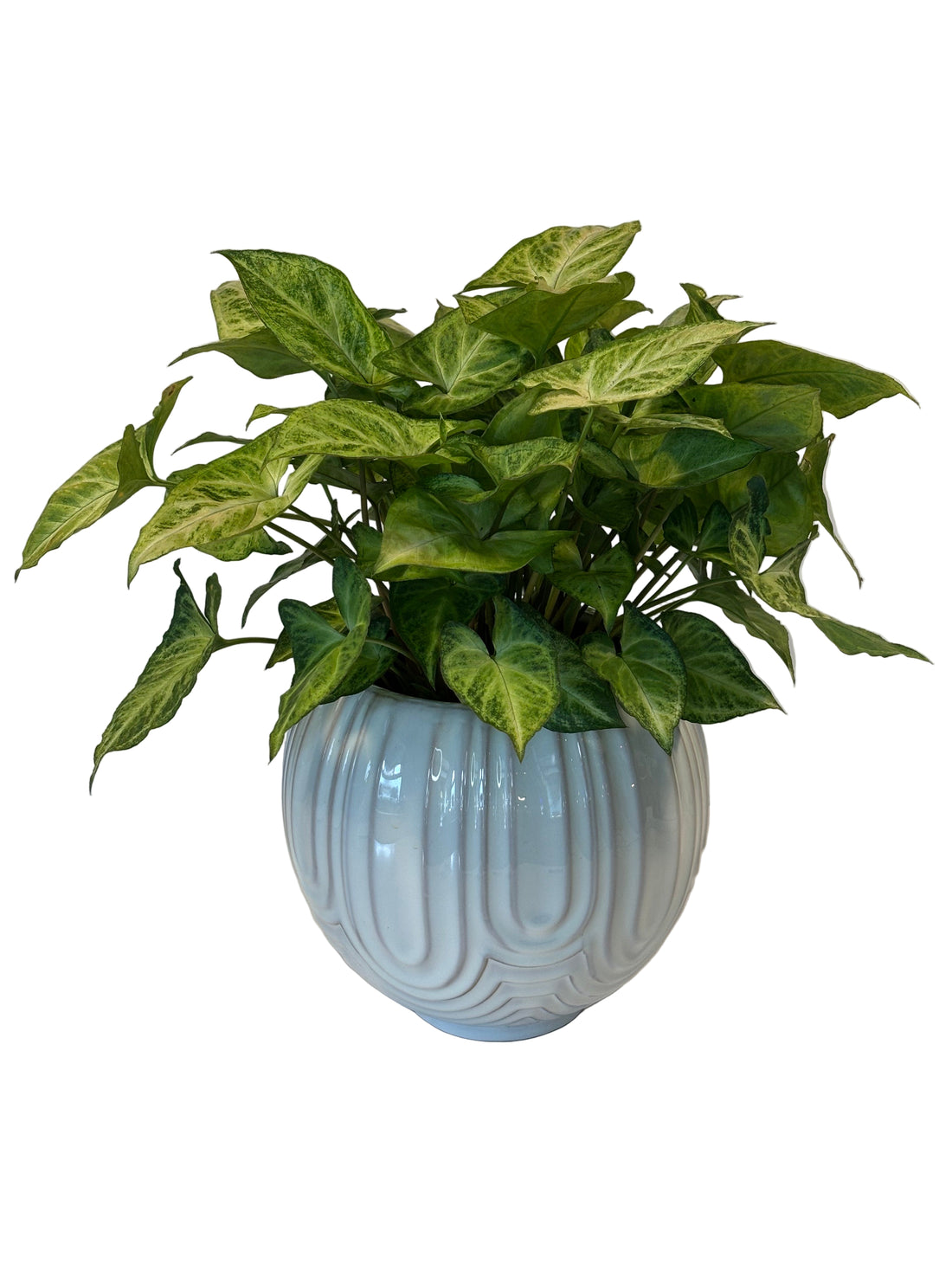 Robusta Syngonium &amp; Laurela Pot