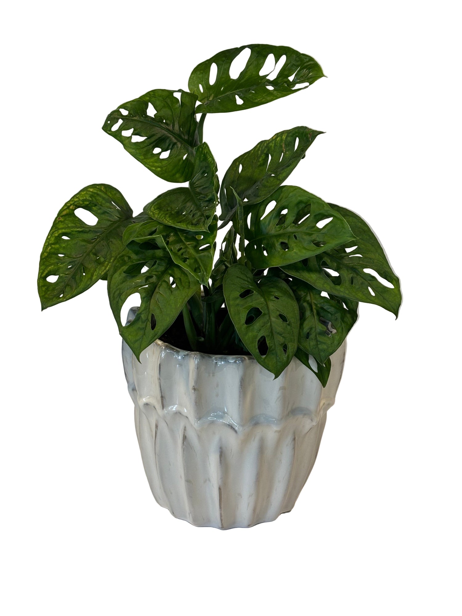 Monstera Adansonii &amp; Haili Pot