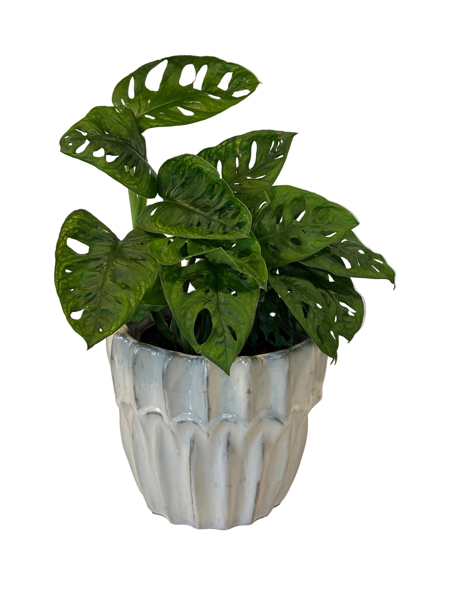 Monstera Adansonii &amp; Haili Pot