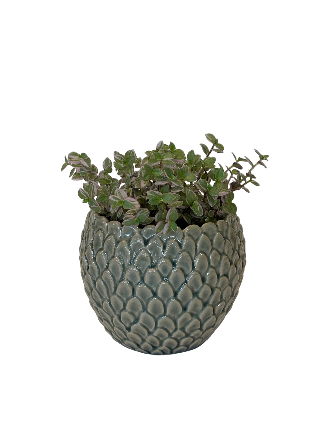 Callisia Repens &amp; Skalee Pot