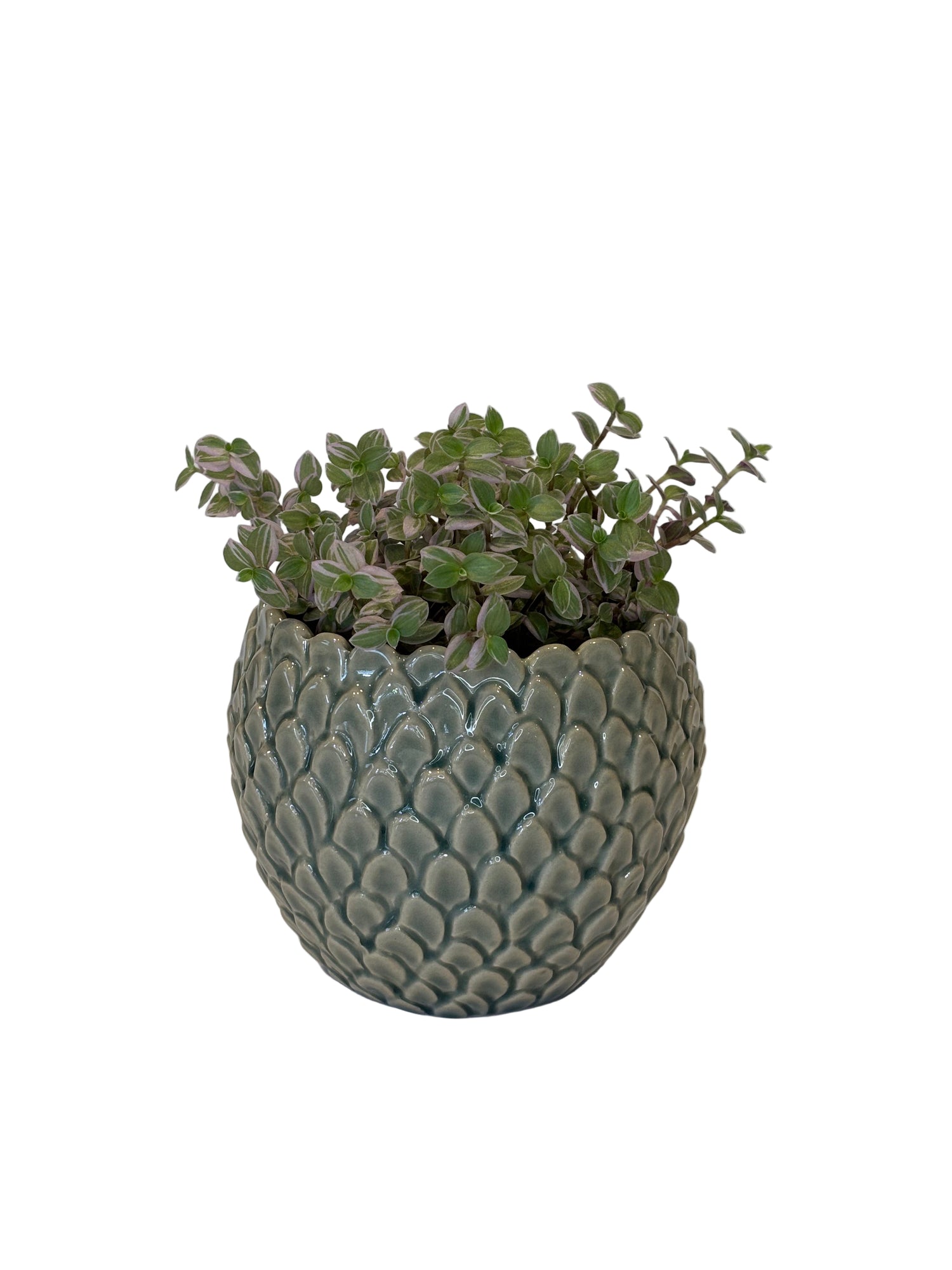 Callisia Repens &amp; Skalee Pot