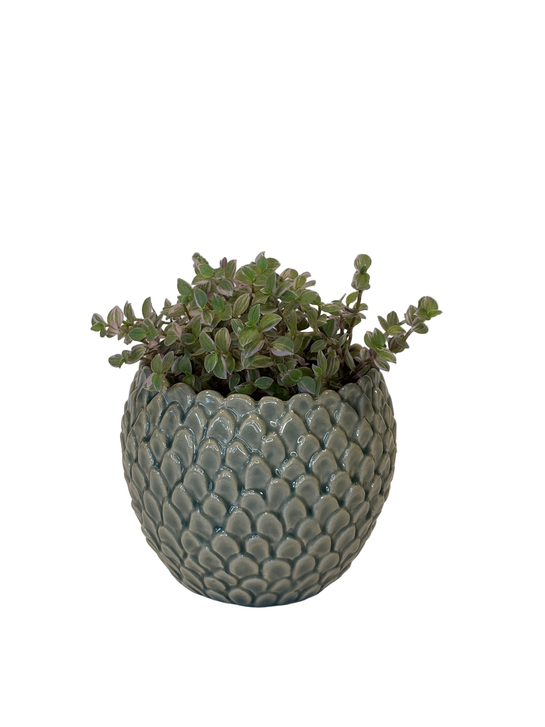 Callisia Repens &amp; Skalee Pot