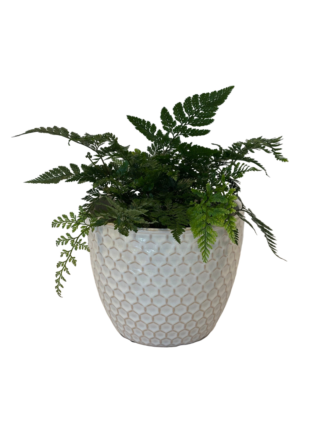 Hares Foot Fern &amp; Hunee Pot