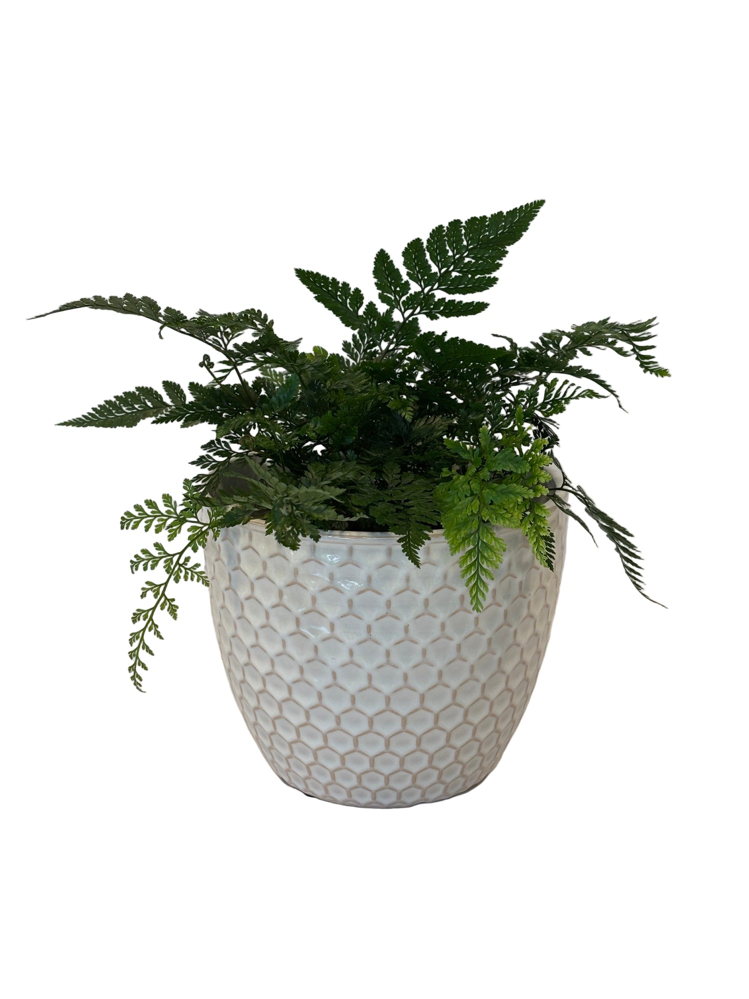Hares Foot Fern &amp; Hunee Pot