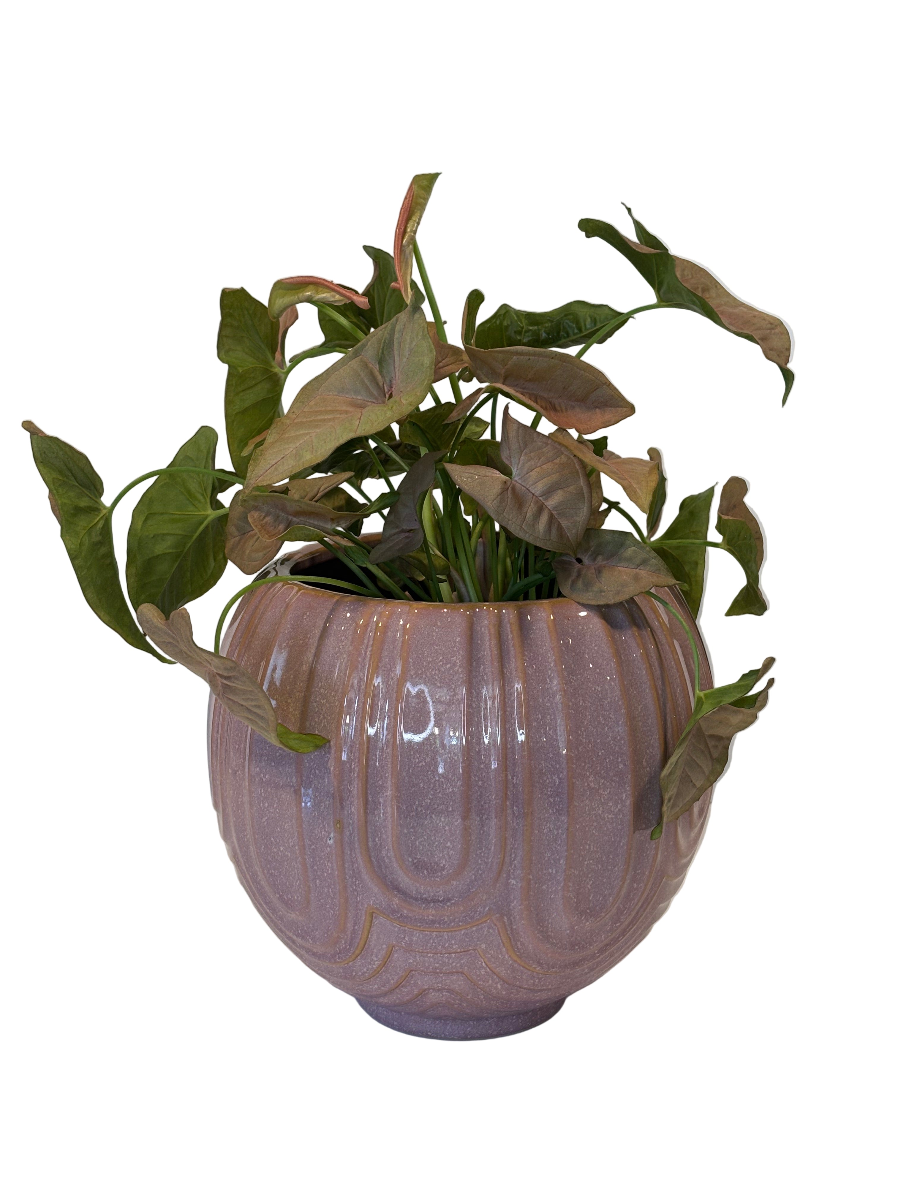 Syngonium Neon &amp; Laurela Pot