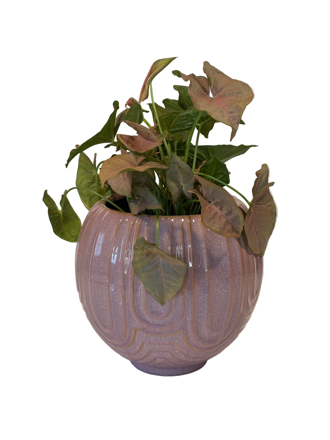 Syngonium Neon &amp; Laurela Pot