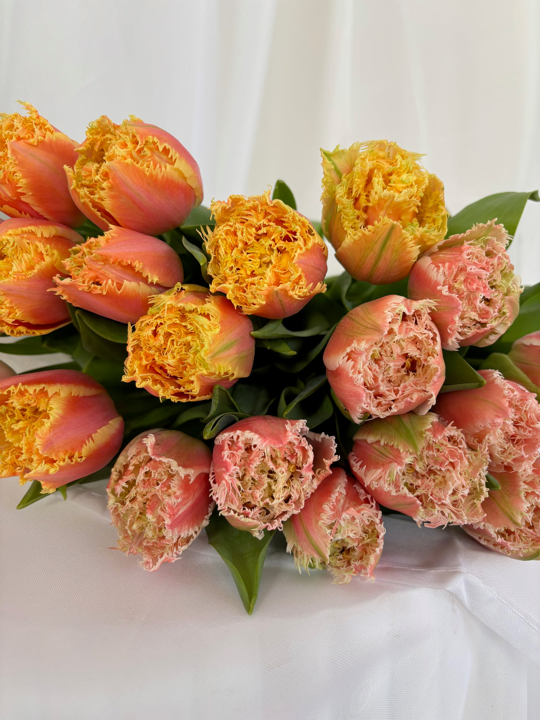 Seasonal Tulips