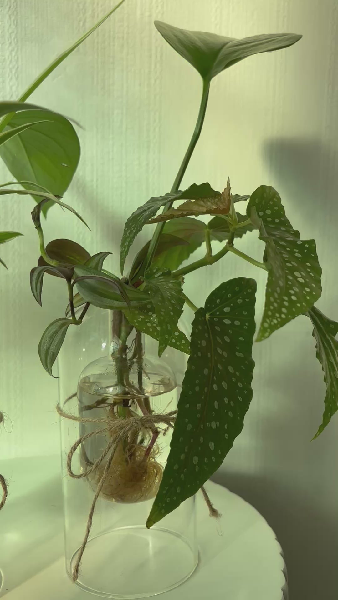 Hydroponic
