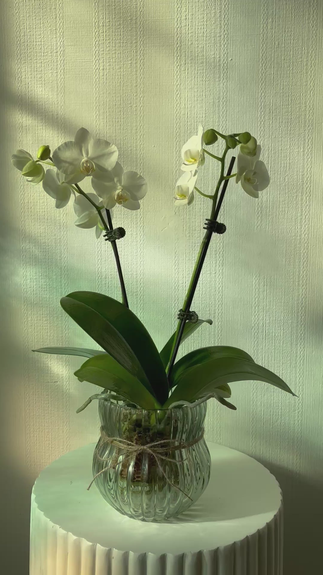 Phalaenopsis Orchid Plant