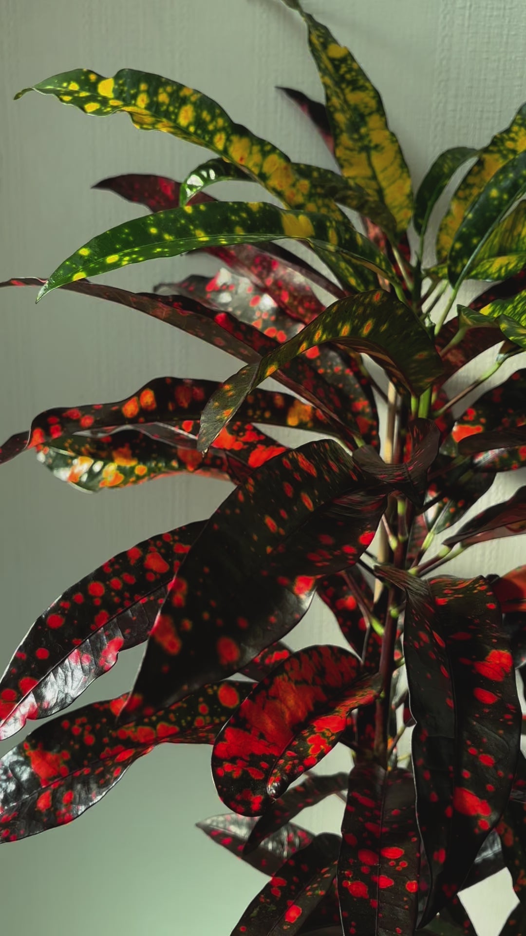 Croton Plant